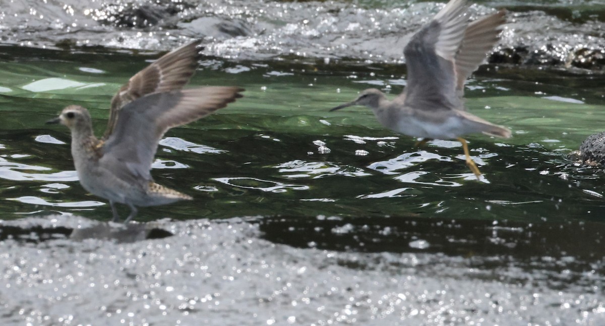 kulík pacifický - ML647227074