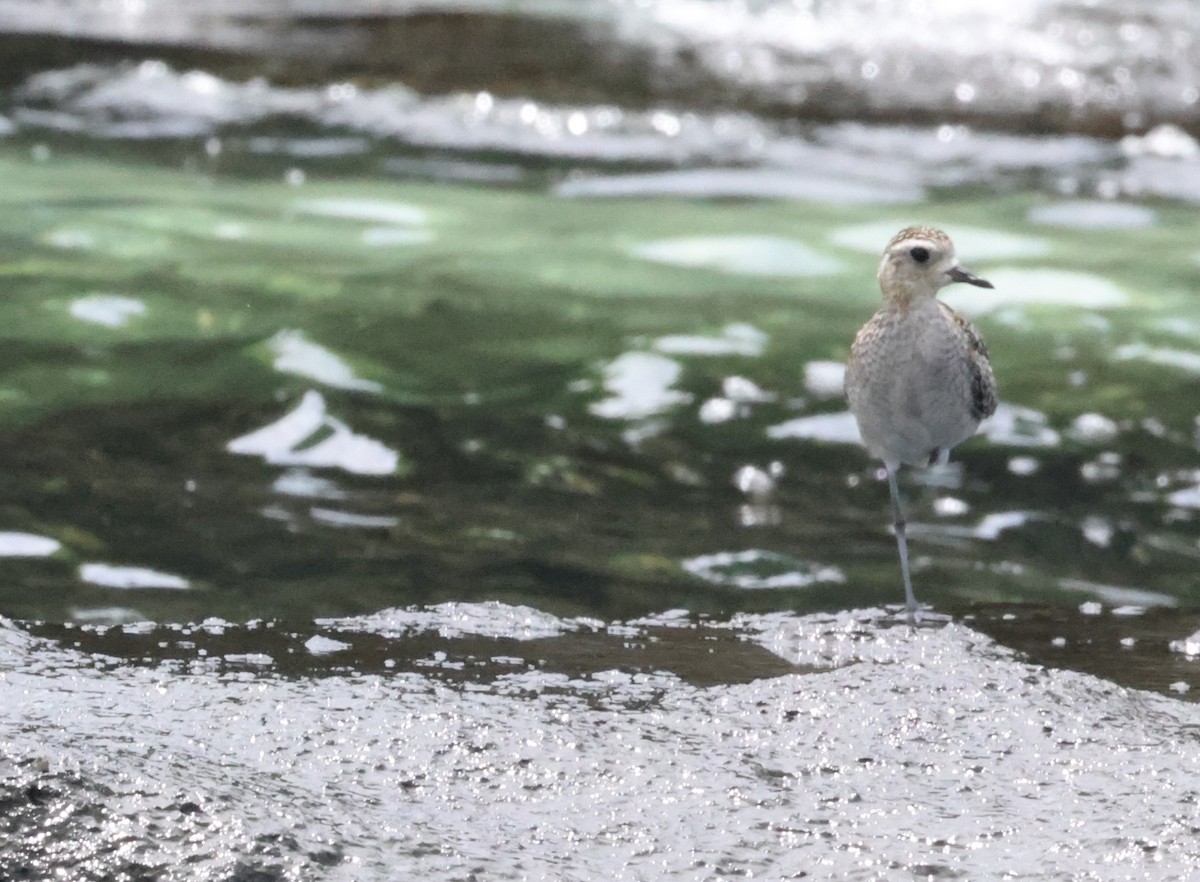 kulík pacifický - ML647227075