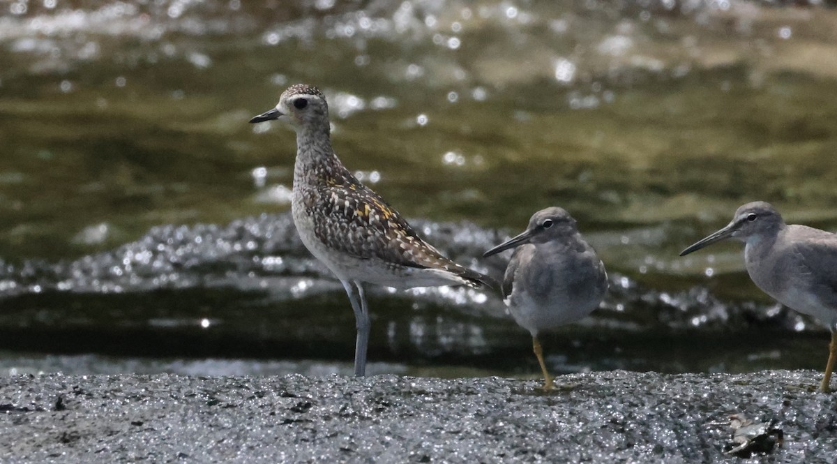 kulík pacifický - ML647227076