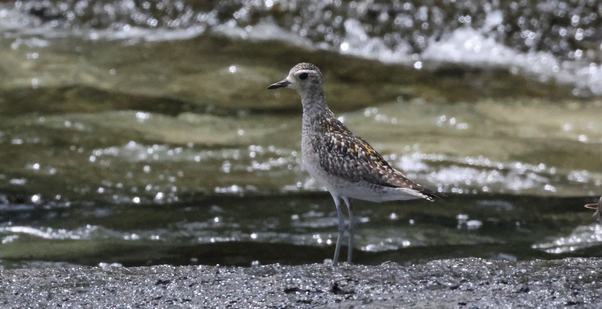 kulík pacifický - ML647227077