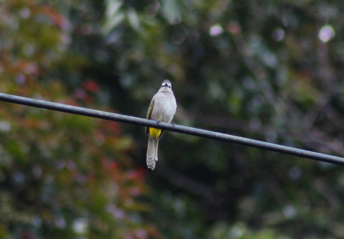 Flavescent Bulbul - ML647227086