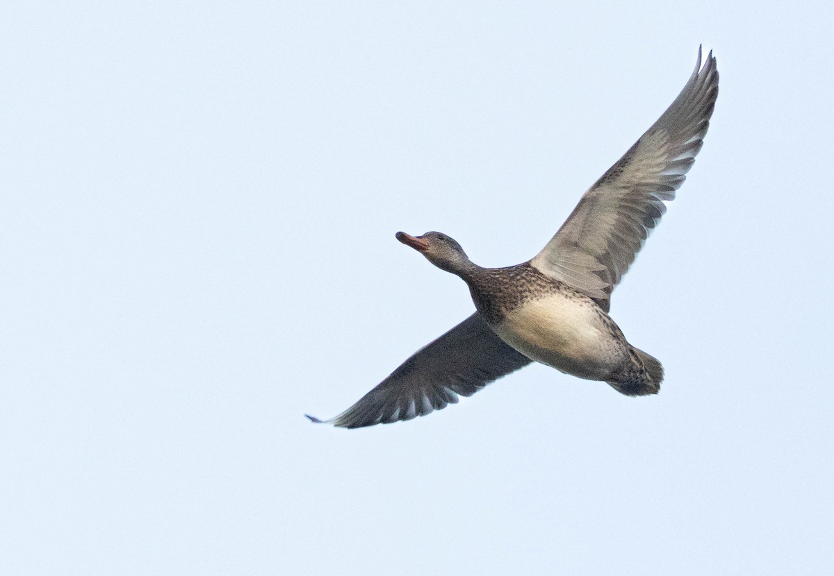 Gadwall - ML647227089