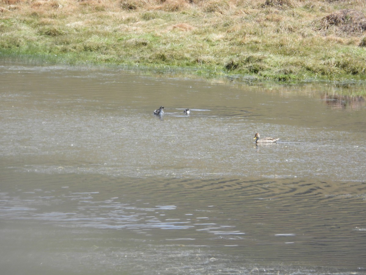 Silvery Grebe - ML647227090
