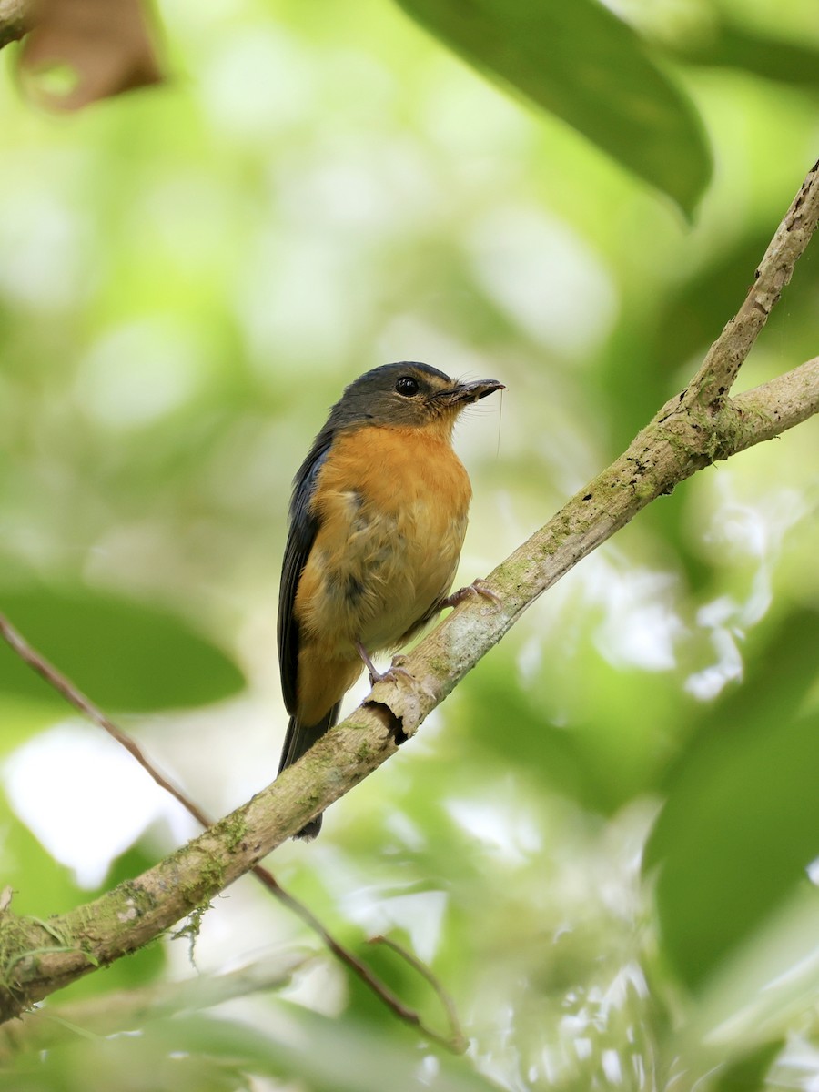 Сулавесская нильтава - ML647227094