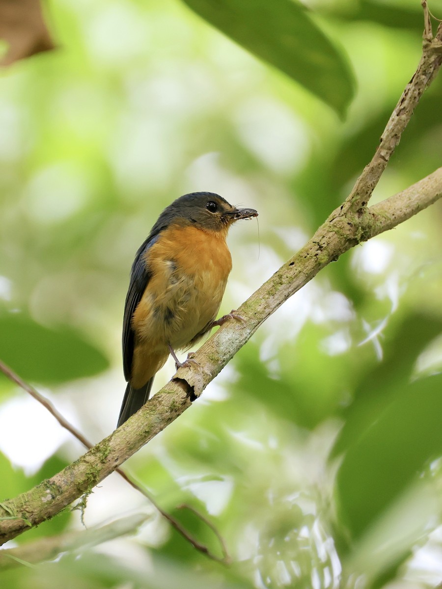 Сулавесская нильтава - ML647227095