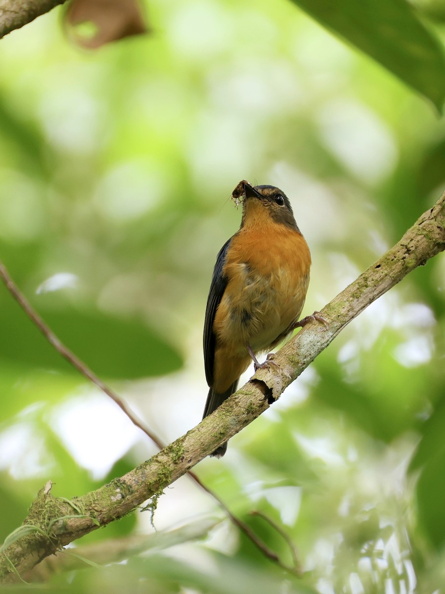 Сулавесская нильтава - ML647227096