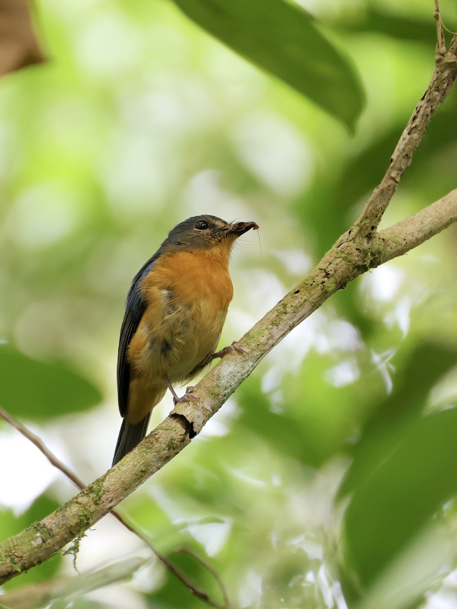 Сулавесская нильтава - ML647227097