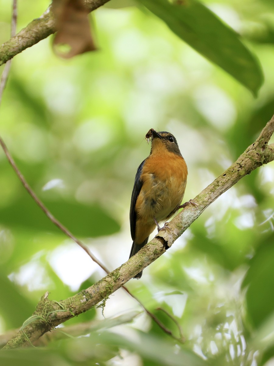 Сулавесская нильтава - ML647227098