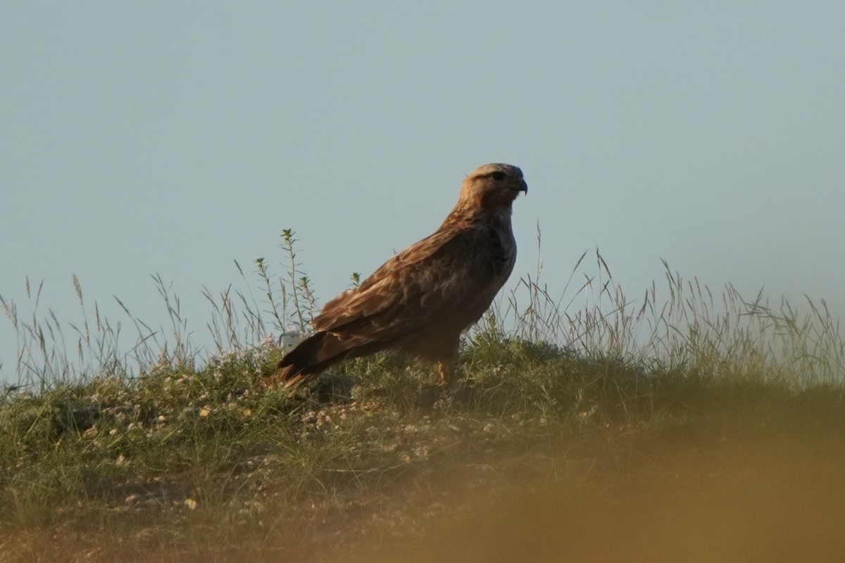 Busardo Moro - ML647227118