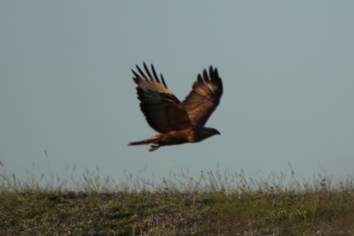 Busardo Moro - ML647227119