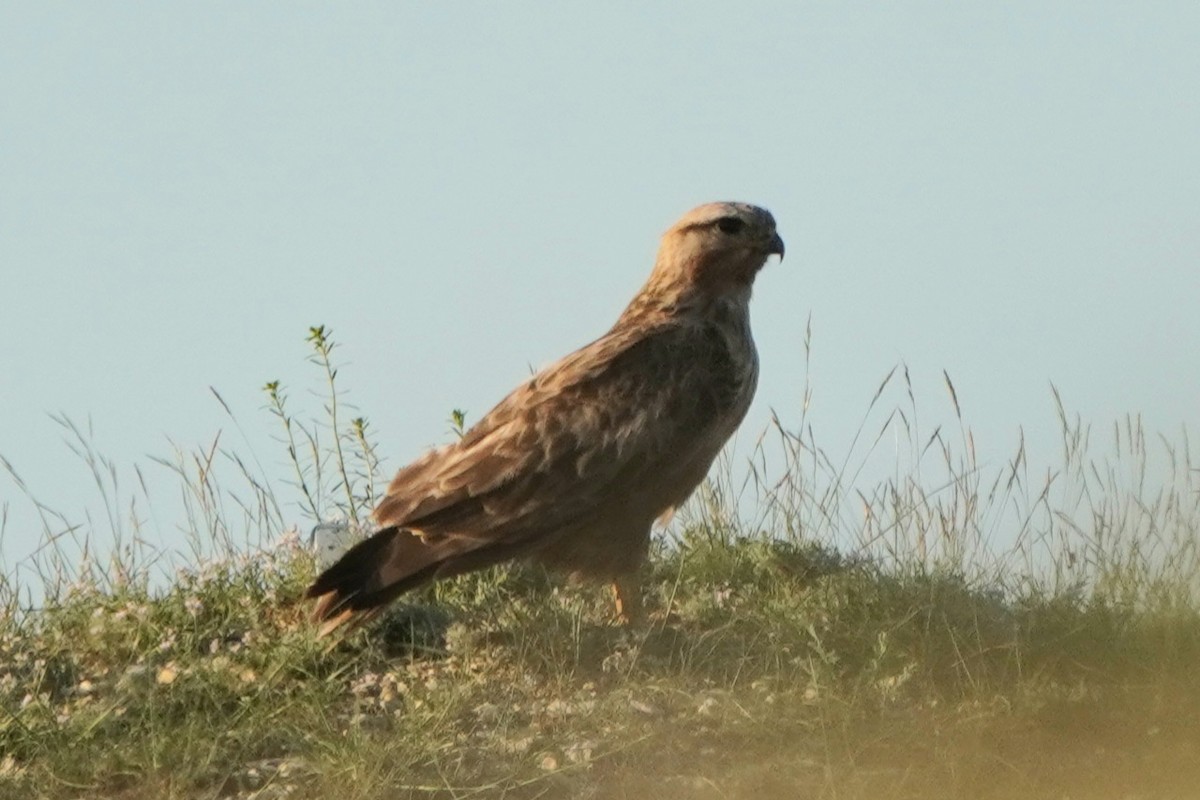 Busardo Moro - ML647227120