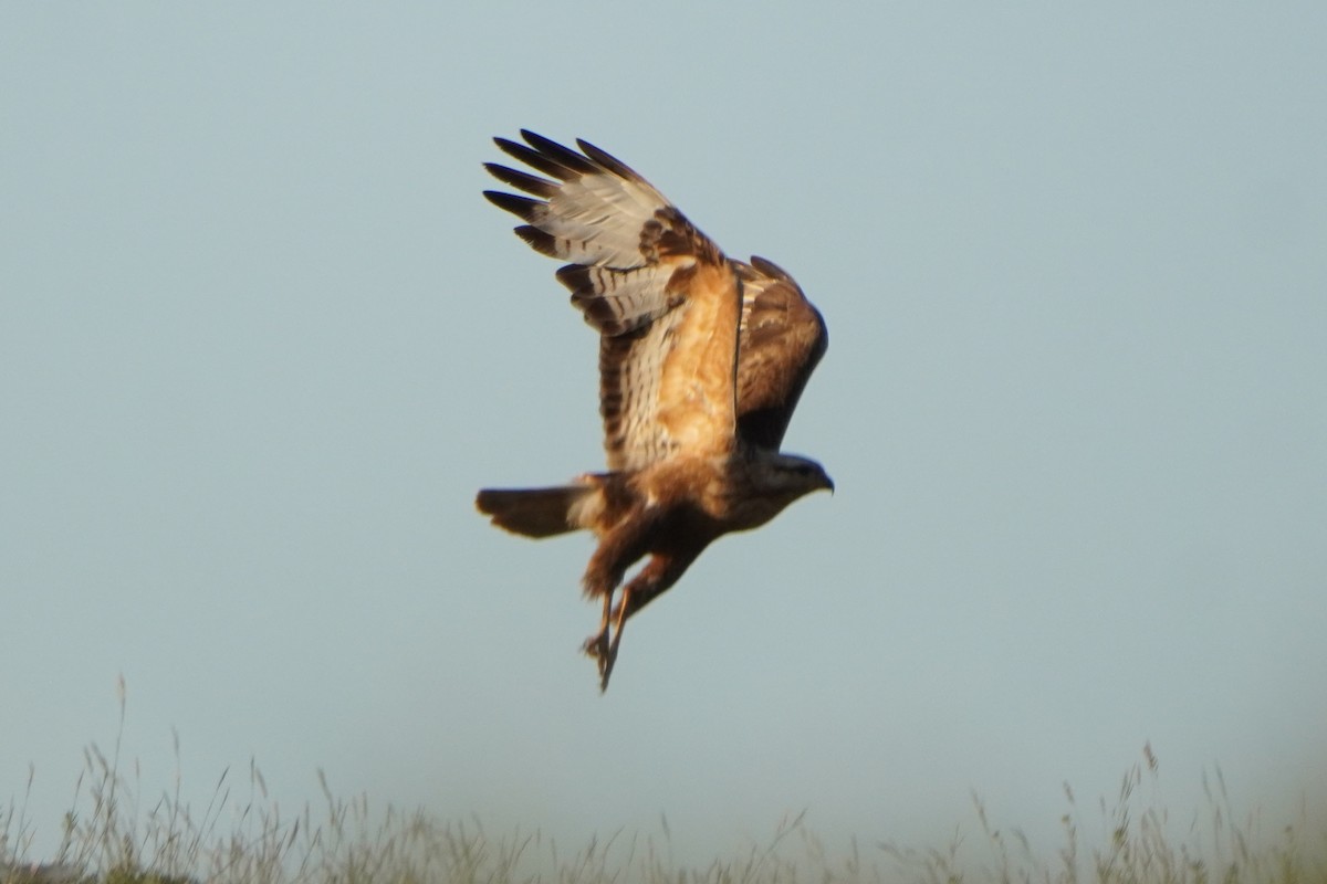 Busardo Moro - ML647227121