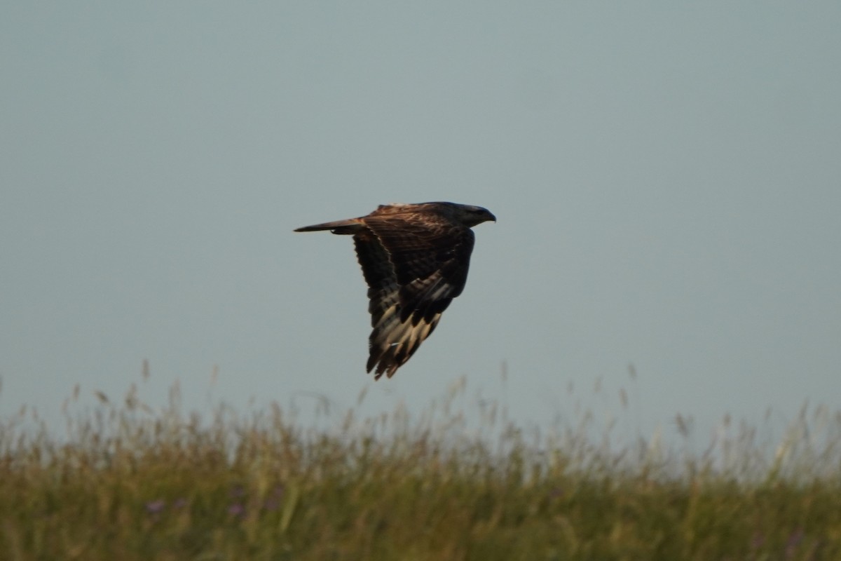 Busardo Moro - ML647227122