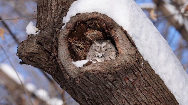 Eastern Screech-Owl - ML647227126