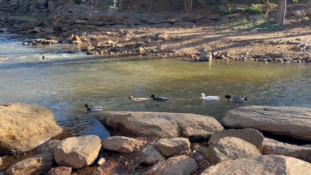 Mallard - ML647227147