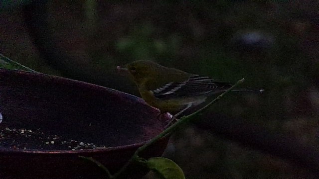 Pine Warbler - ML647227154