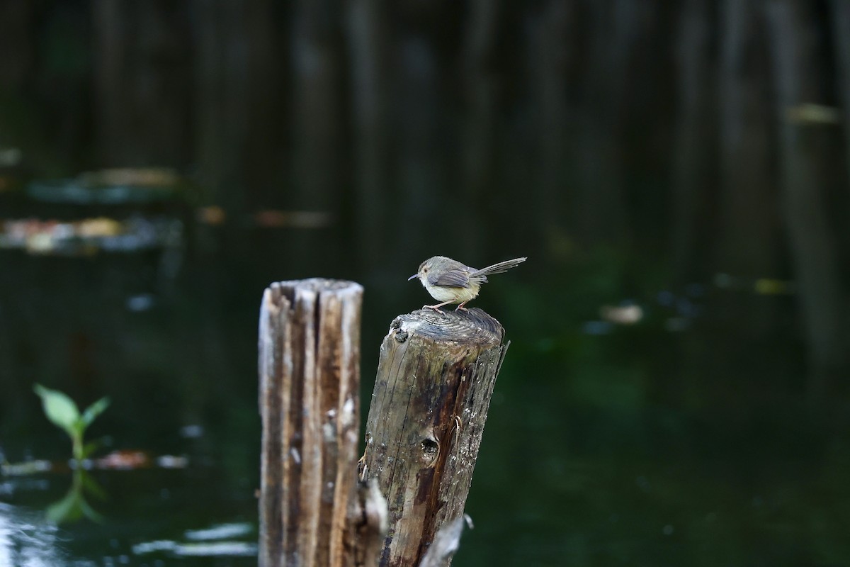 Prinia Sencilla - ML647227211