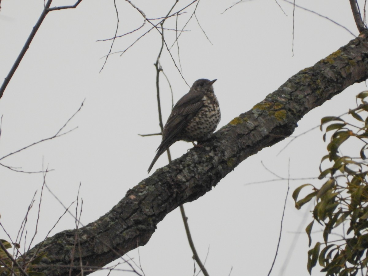 Mistle Thrush - ML647227217