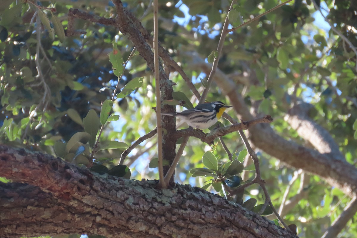 Yellow-throated Warbler - ML647227228