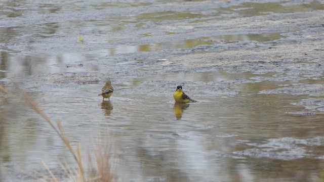 Lesser Goldfinch - ML647227233