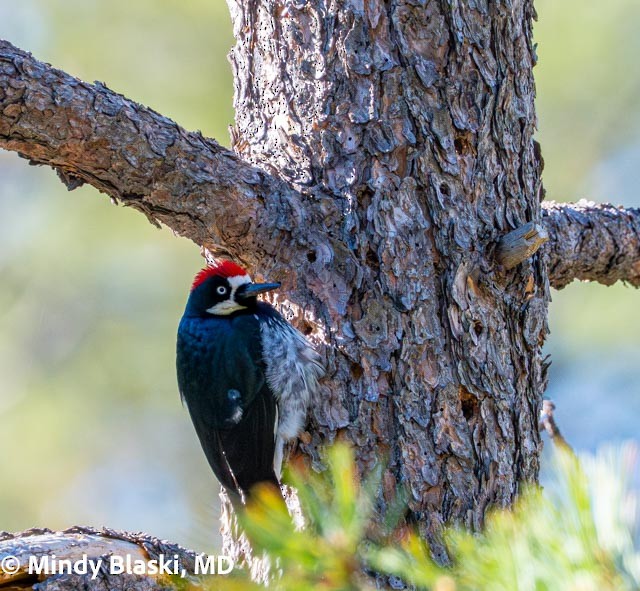 Acorn Woodpecker - ML647227235