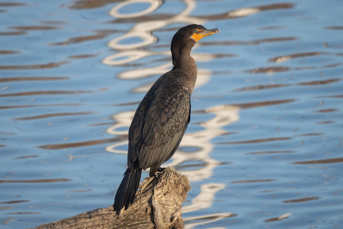 Double-crested Cormorant - ML647227236