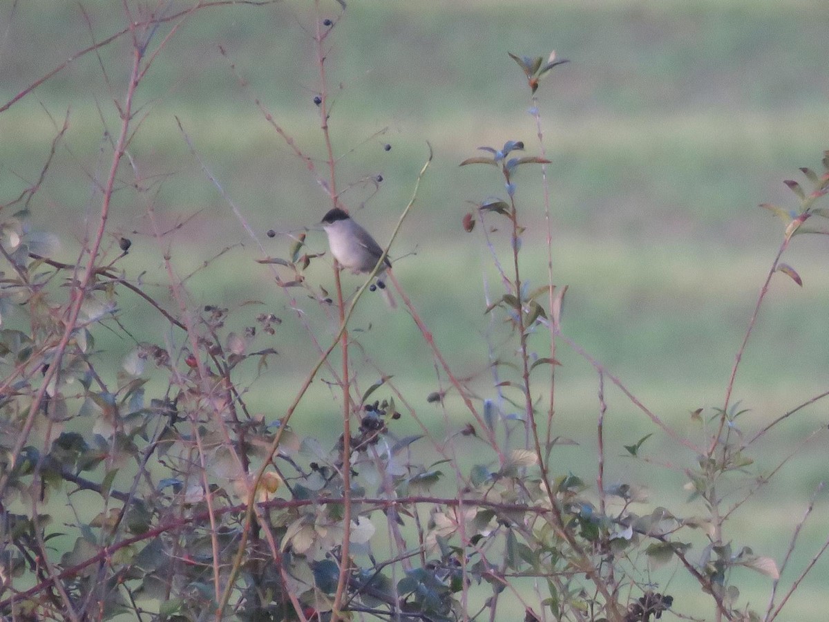 Capinera - ML647227278