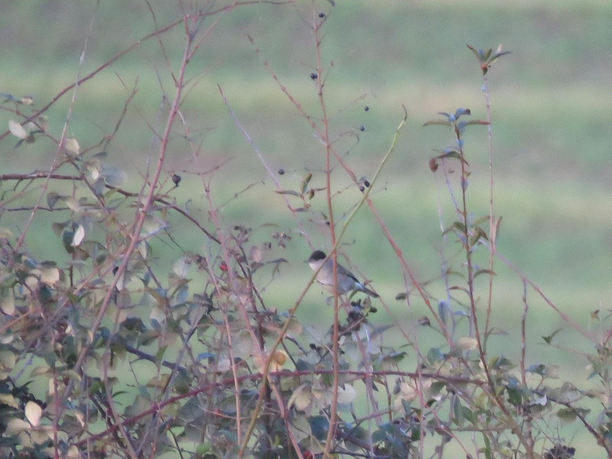 Capinera - ML647227279