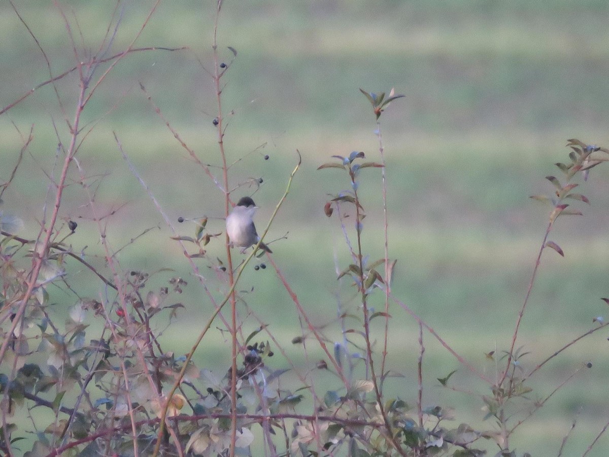 Capinera - ML647227280