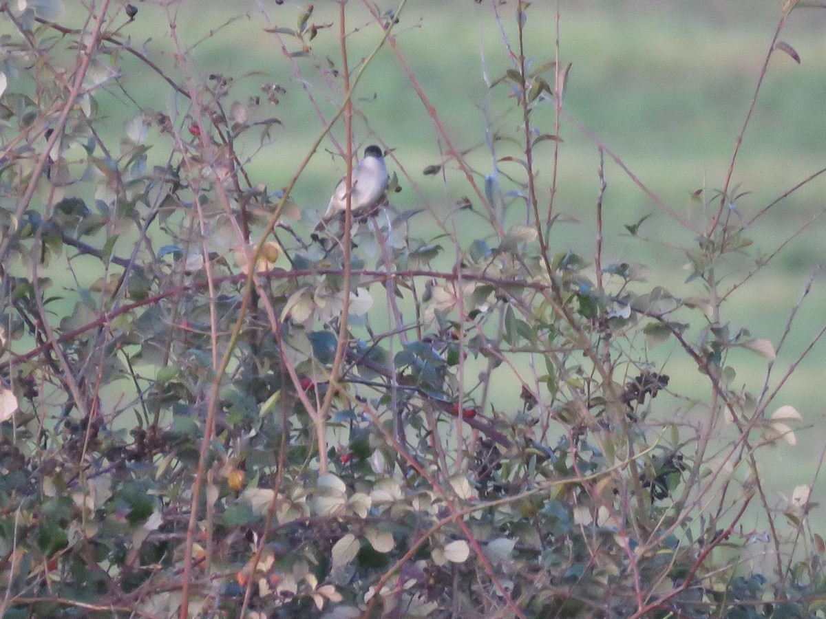 Capinera - ML647227281