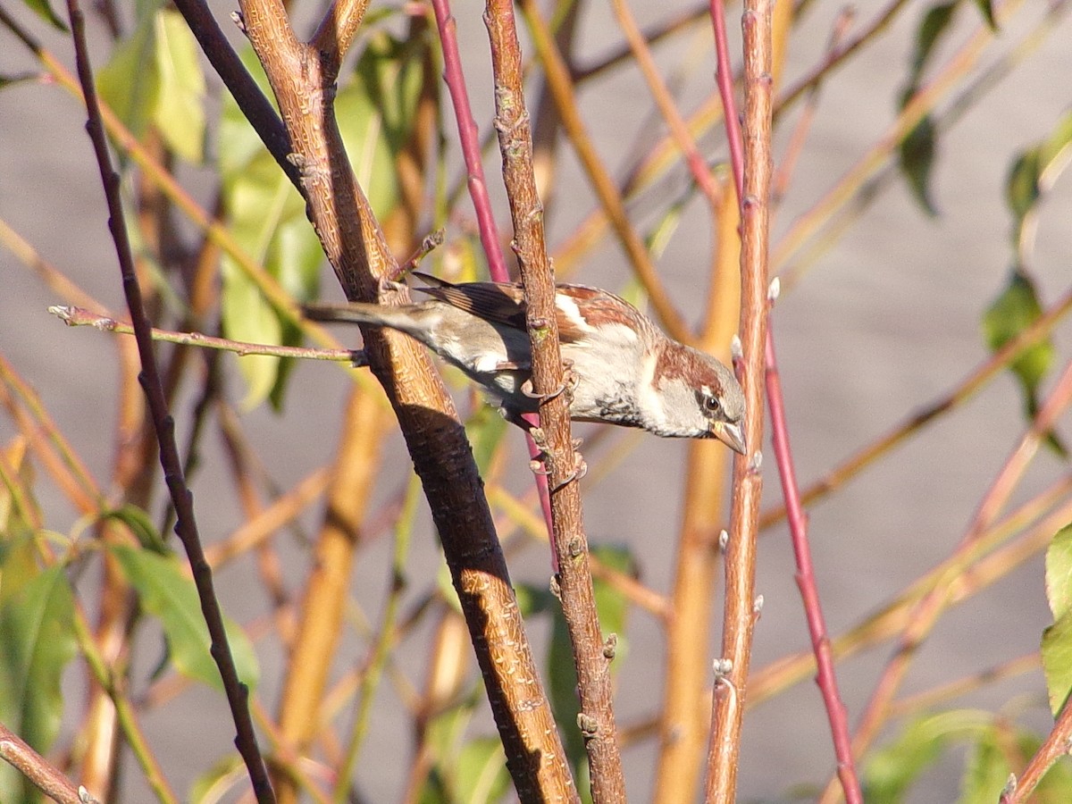 House Sparrow - ML647227284