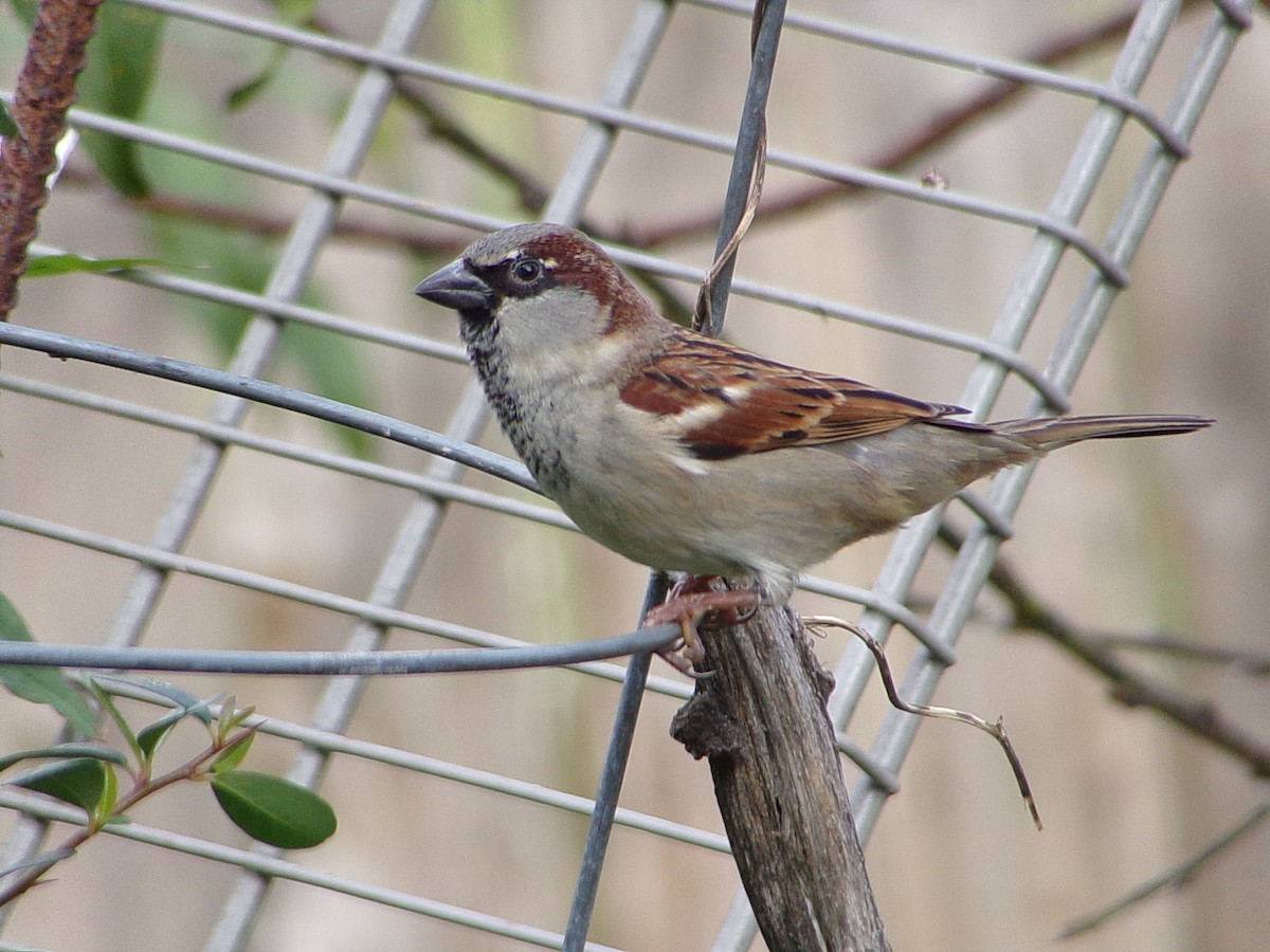 House Sparrow - ML647227285