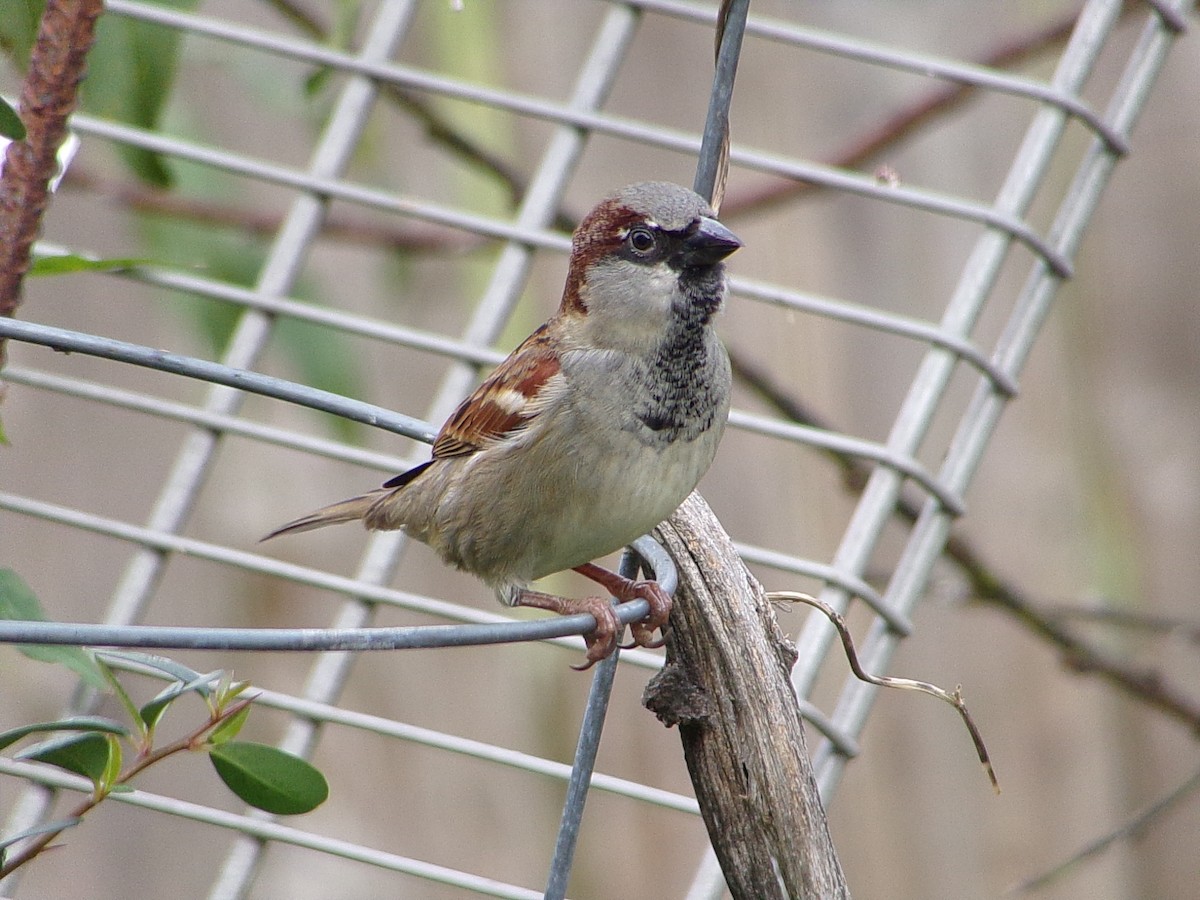 House Sparrow - ML647227286