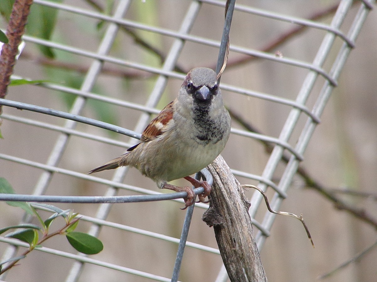 House Sparrow - ML647227287