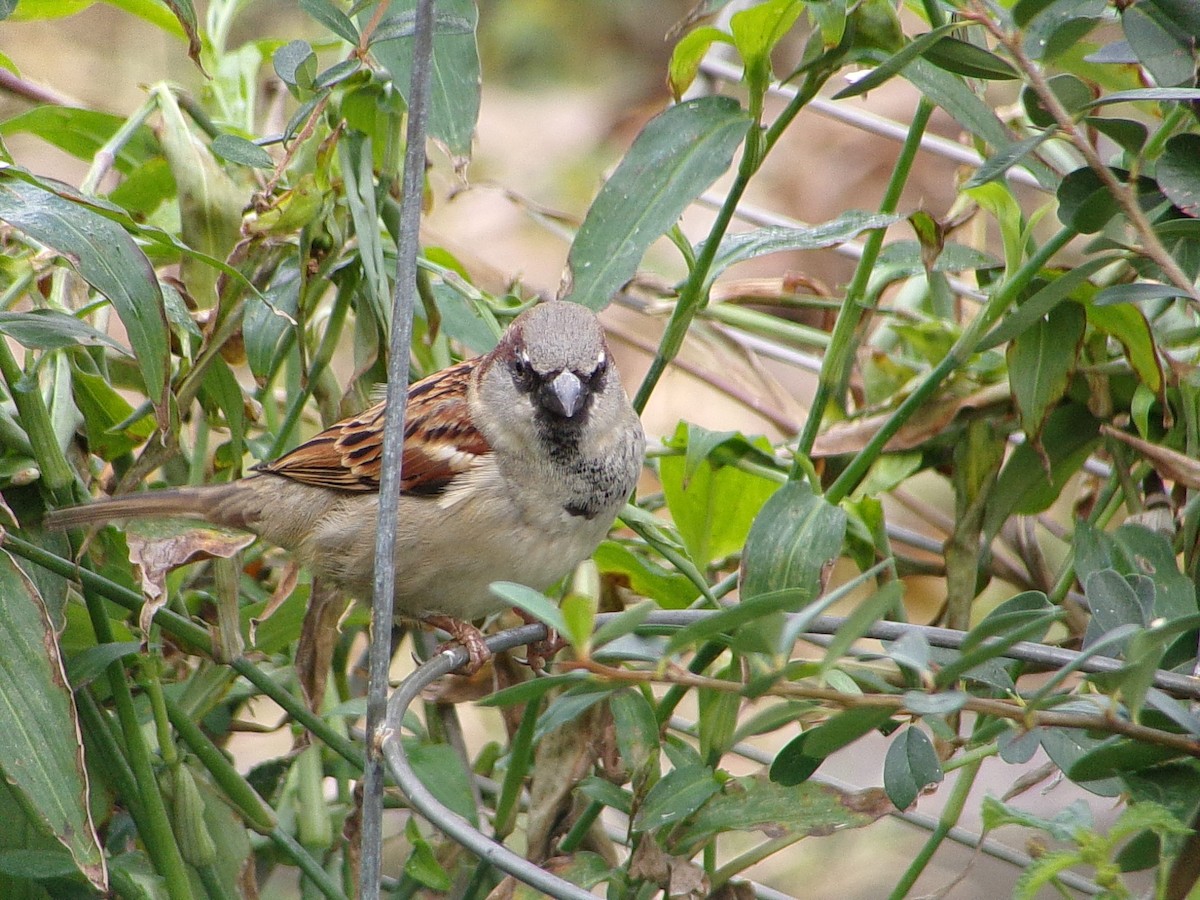 House Sparrow - ML647227288