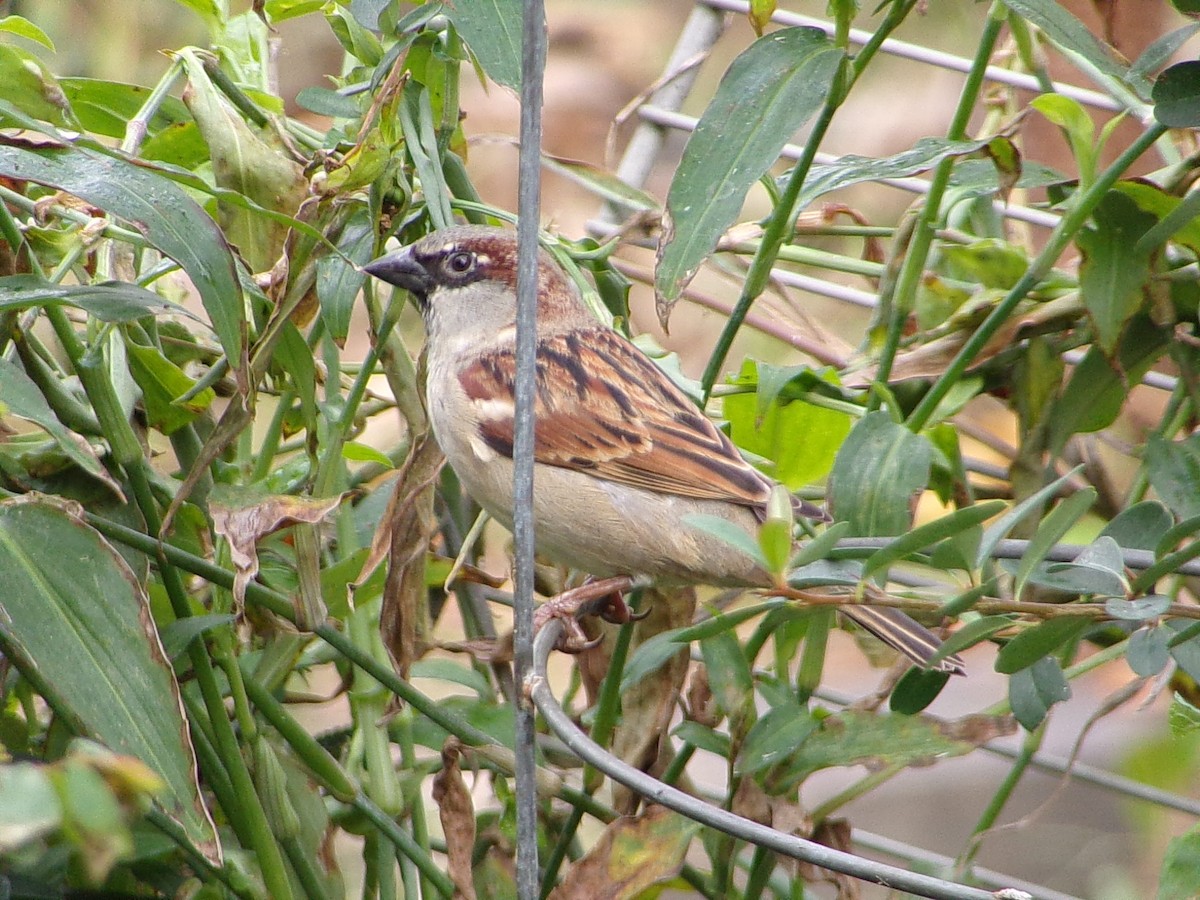 House Sparrow - ML647227289