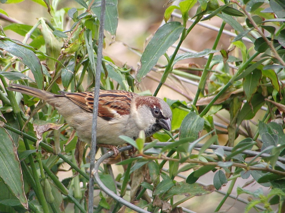 House Sparrow - ML647227290