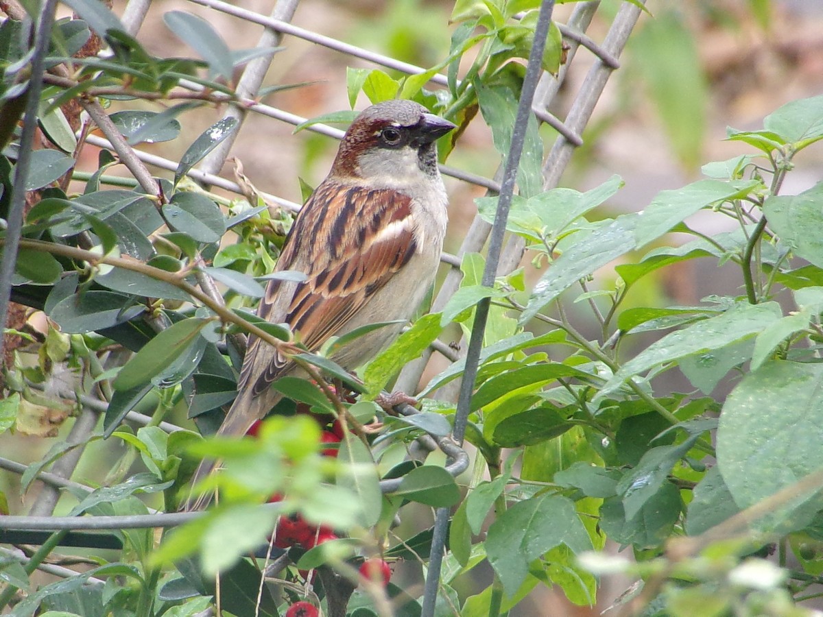 House Sparrow - ML647227291