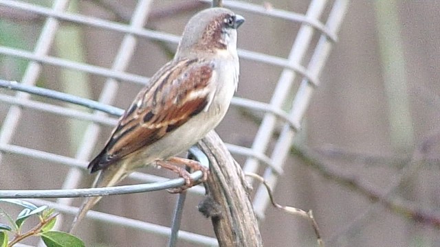 House Sparrow - ML647227292