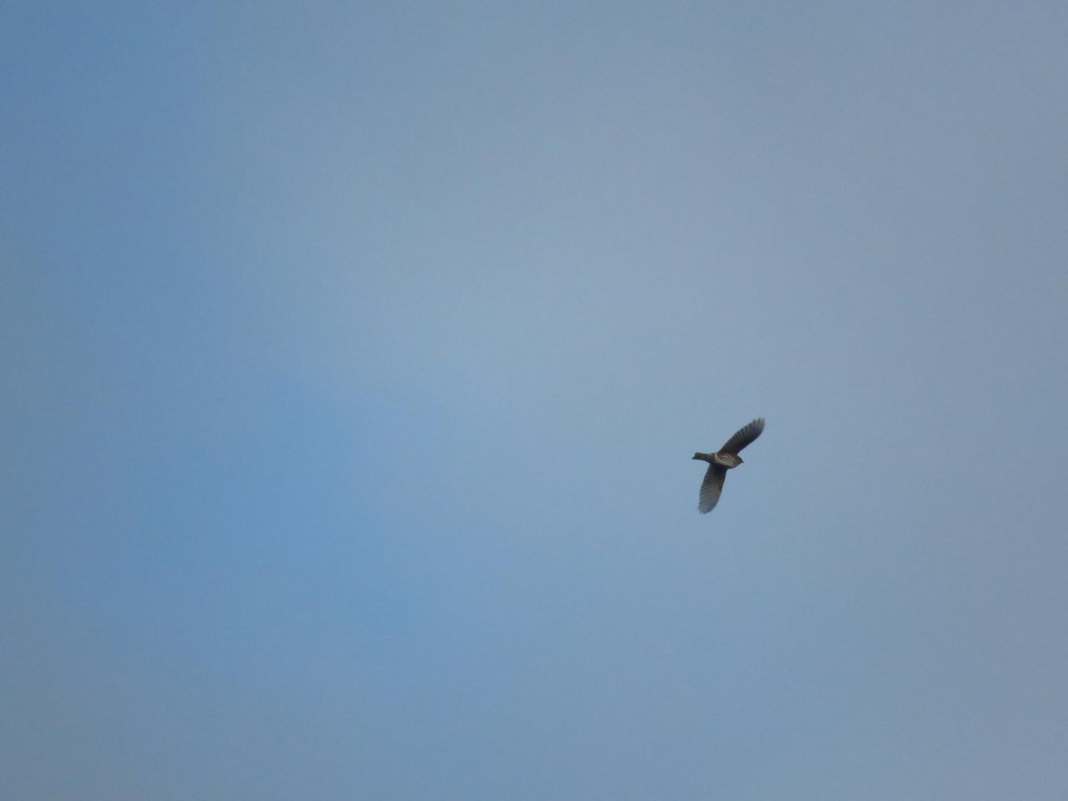 Tordo sassello - ML647227297