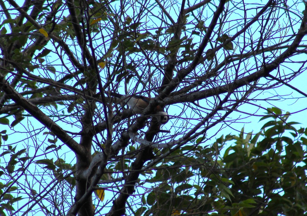 Eurasian Jay - ML647227303