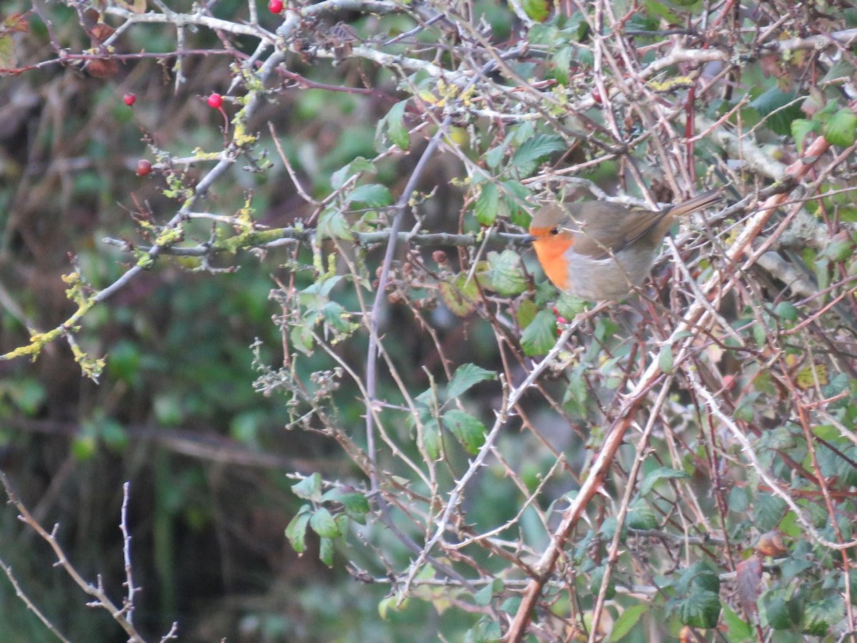 Pettirosso - ML647227304