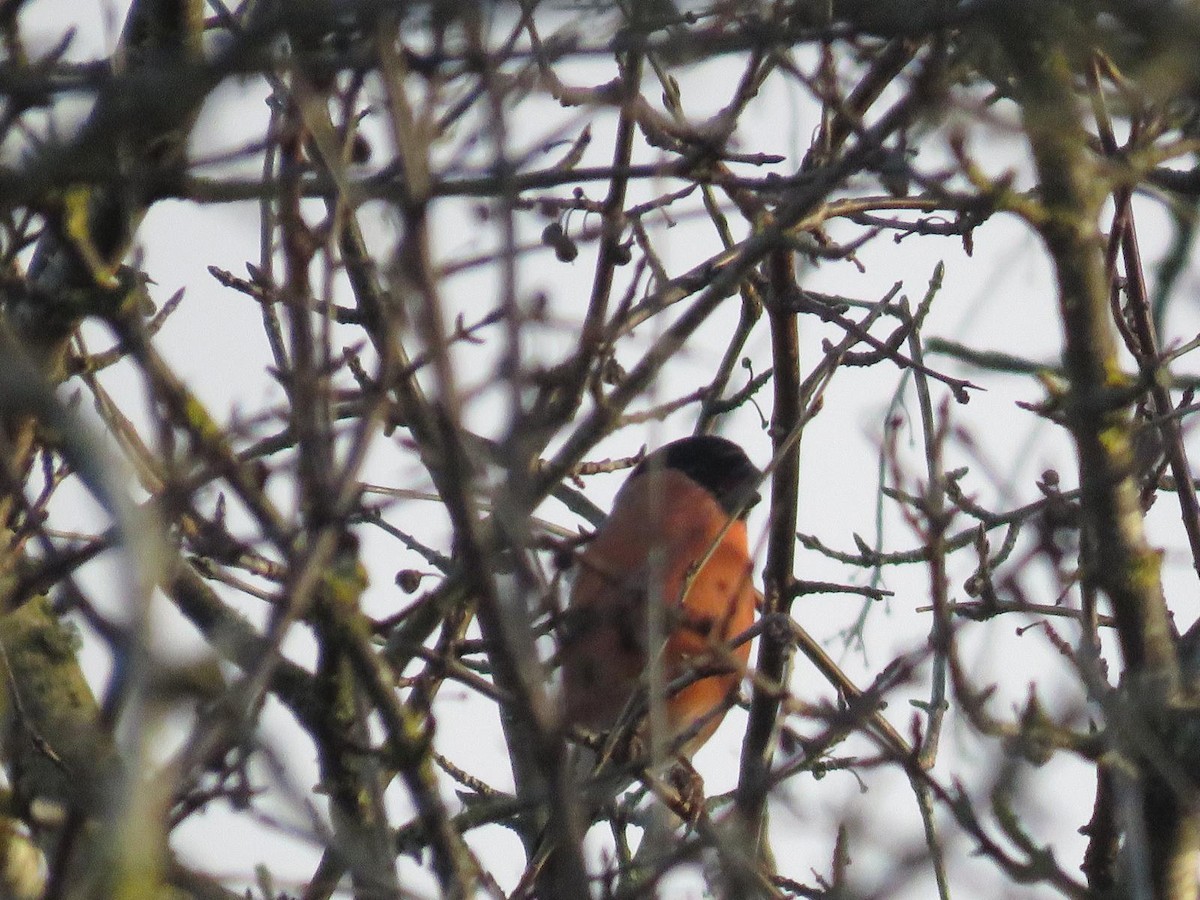 Ciuffolotto - ML647227306