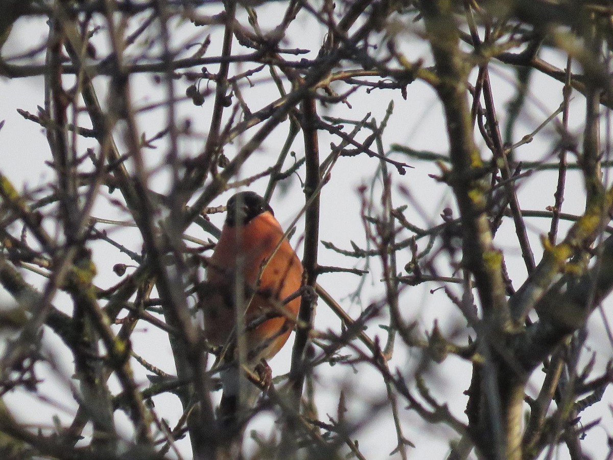 Ciuffolotto - ML647227307