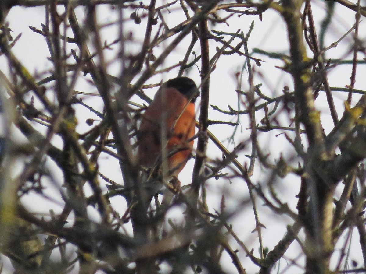 Ciuffolotto - ML647227308