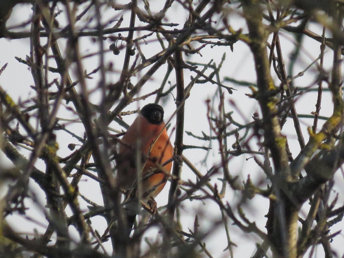 Ciuffolotto - ML647227309