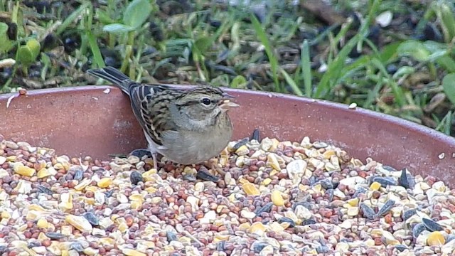 Chipping Sparrow - ML647227317