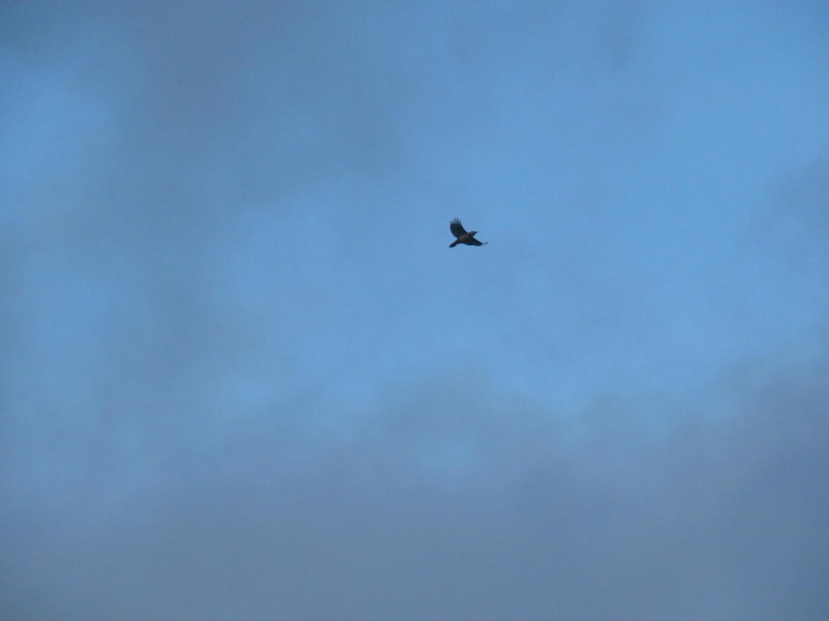 Picchio rosso maggiore - ML647227318