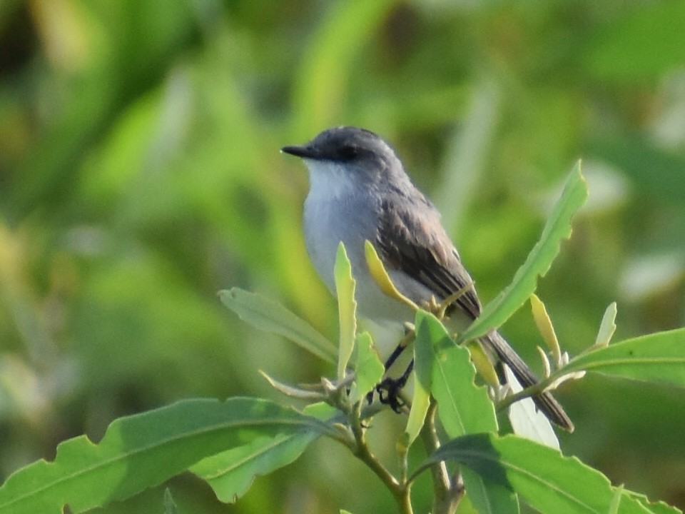 Nehir Tiranületi - ML647227324