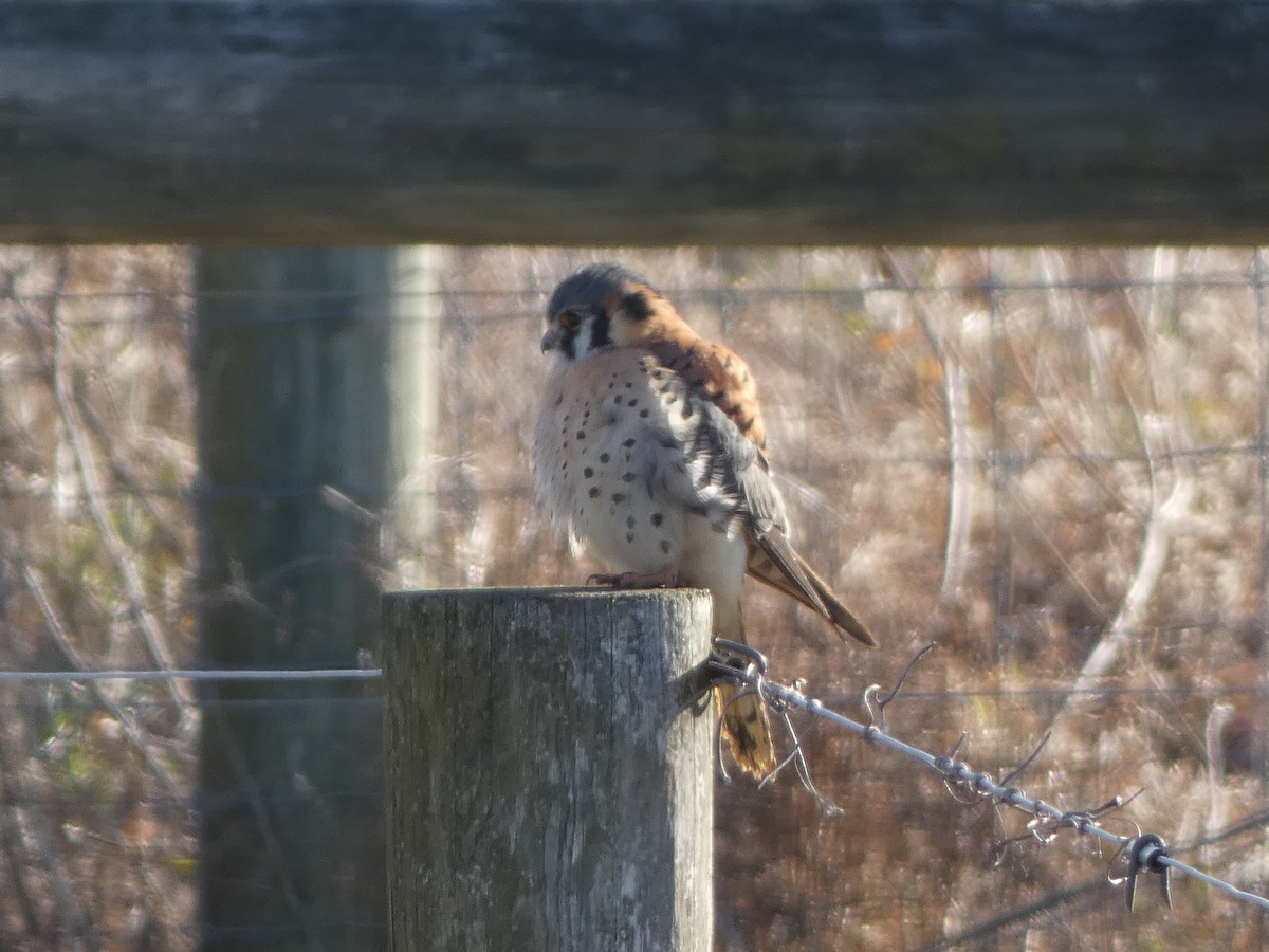 アメリカチョウゲンボウ - ML647227325